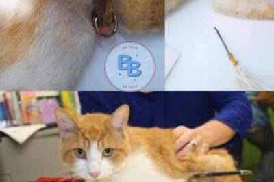 Cat shot with arrow; PAWS seeks more info on perpetrator