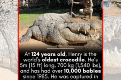 From Predator to Playboy: Meet Henry, the 124-Year-Old Croc with a Legendary Love Life